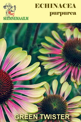 Auringonhattu "Green Twister" Echinacea purpurea